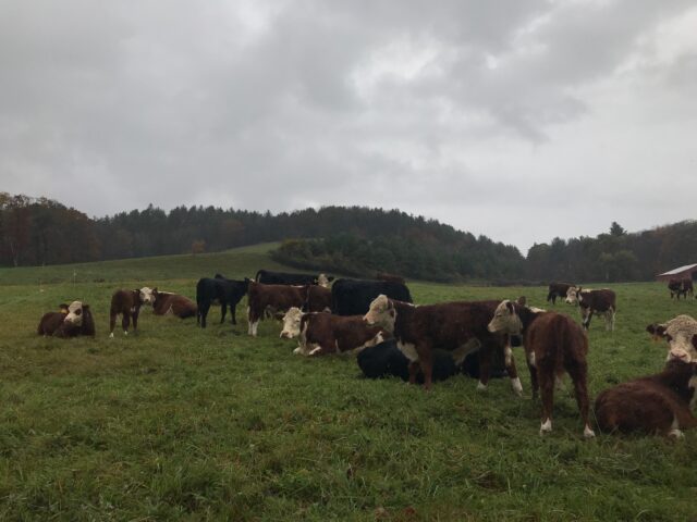 Beef cattle on pasture, East Dummerston, VT.