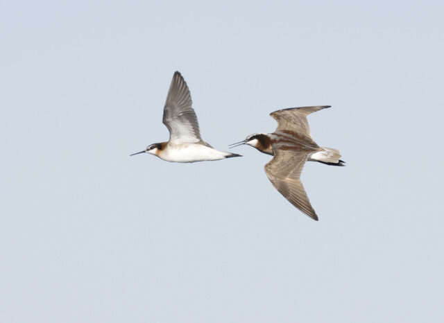 An image of two Wilson’s Phalaropes in flight.