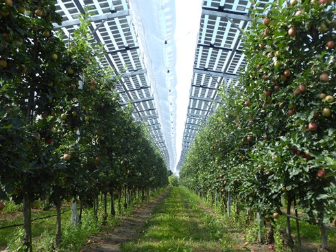 Apple trees growing under solar panels.